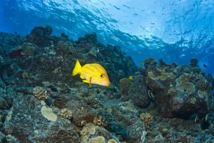 Framed Print : Bluestripped Snapper, Molokini Crater (Bird Sanctuary), South Maui, Hawaii, USA