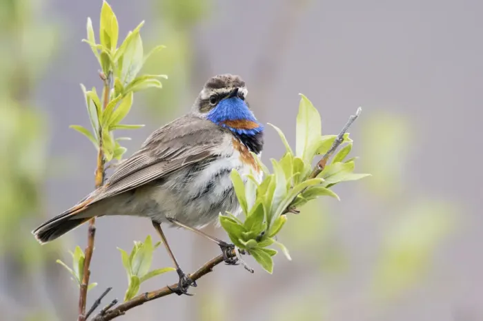 Framed Print : Bluethroat Framed Print : Bluethroat