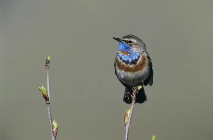 Framed Print : Bluethroat, Luscinia svecica, male singing, Lake of Ritom, Alps, Switzerland Framed Print : Bluethroat, Luscinia svecica, male singing, Lake of Ritom, Alps, Switzerland