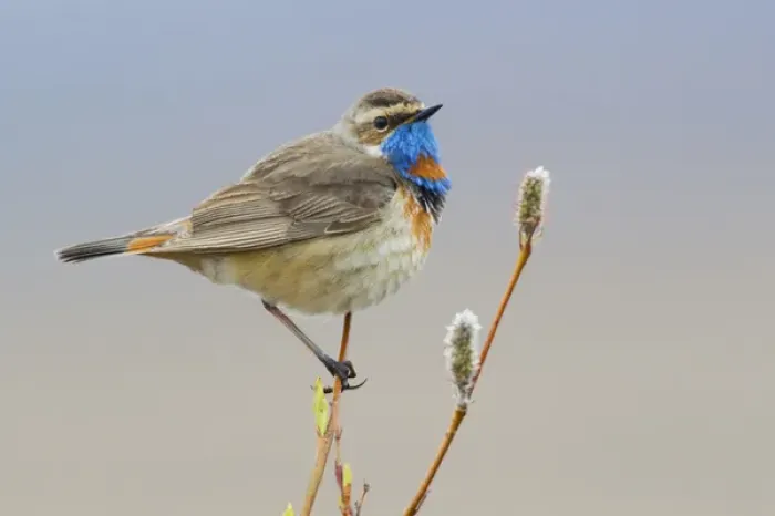 Framed Print : Bluethroat (male) Framed Print : Bluethroat (male)
