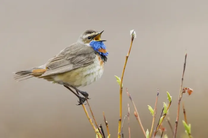 Framed Print : Bluethroat (male) Singing