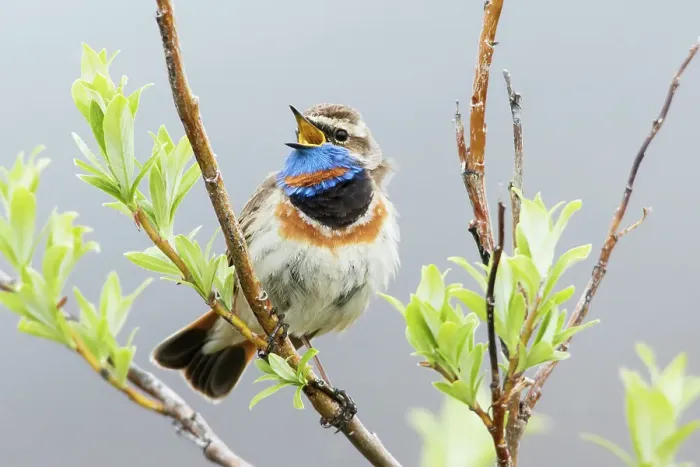 Framed Print : Bluethroat male singing on his summer territory in the arctic tundra of the Seward Peninsula. Alaska