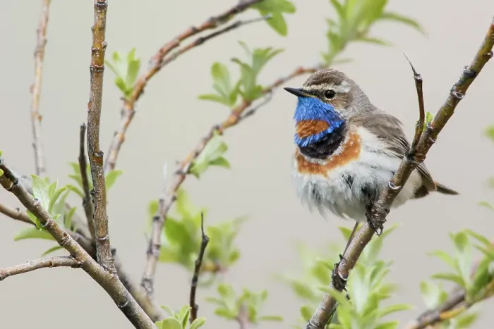 Framed Print : Bluethroat male on his summer territory in the arctic tundra of the Seward Peninsula. Alaska