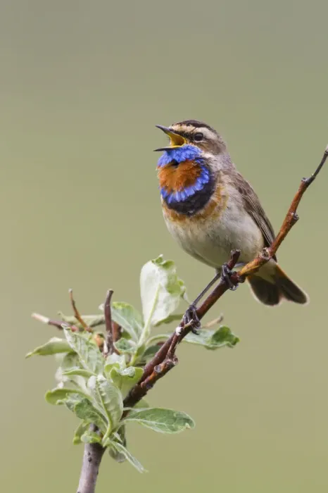 Framed Print : Bluethroat Male; Territory Song Framed Print : Bluethroat Male; Territory Song