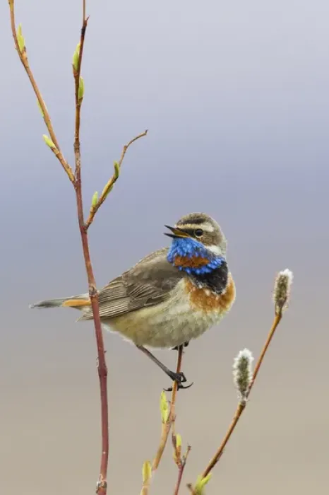 Framed Print : Bluethroat Singing Framed Print : Bluethroat Singing