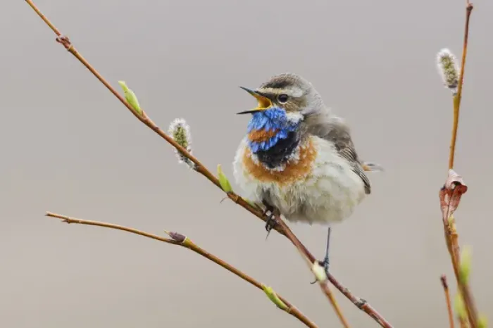 Framed Print : Bluethroat Singing Framed Print : Bluethroat Singing