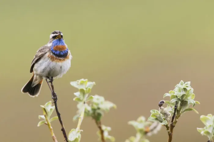 Framed Print : Bluethroat Singing Framed Print : Bluethroat Singing