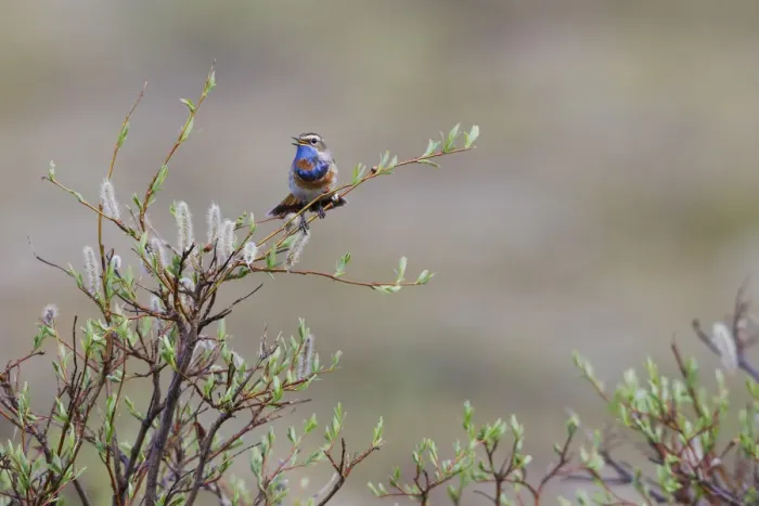Framed Print : Bluethroat singing Framed Print : Bluethroat singing
