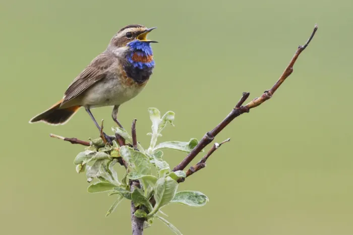 Framed Print : Bluethroat; Singing on his territory Framed Print : Bluethroat; Singing on his territory