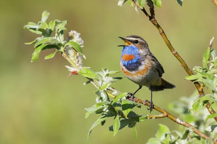 Framed Print : Bluethroat singing, his territory song on the arctic tundra. USA, Alaska, Seward Peninsula Framed Print : Bluethroat singing, his territory song on the arctic tundra. USA, Alaska, Seward Peninsula