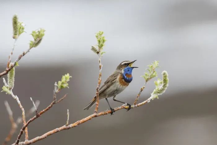 Framed Print : Bluethroat territorial song