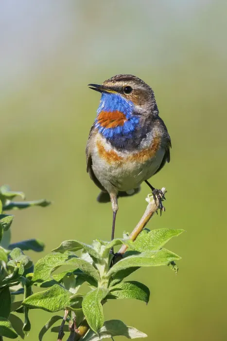 Framed Print : Bluethroat, territory song of the arctic tundra of the Seward Peninsula, USA, Alaska Framed Print : Bluethroat, territory song of the arctic tundra of the Seward Peninsula, USA, Alaska
