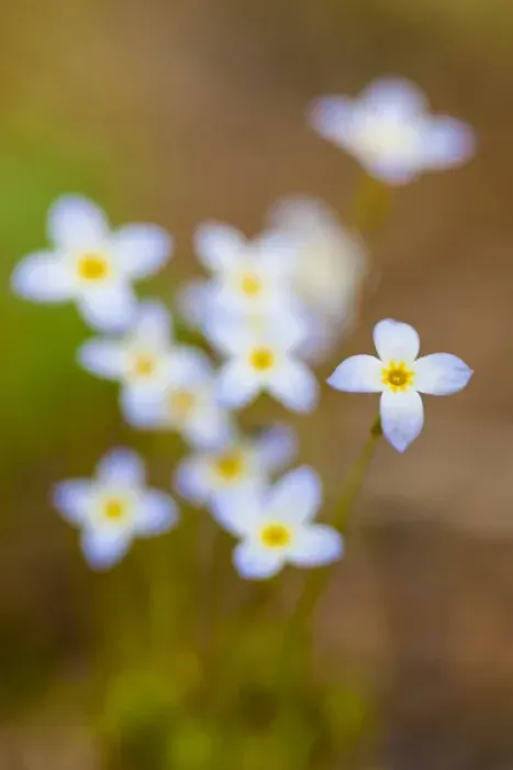 Framed Print : Bluets, Houstonia caerulea, in a Durham, New Hampshire forest