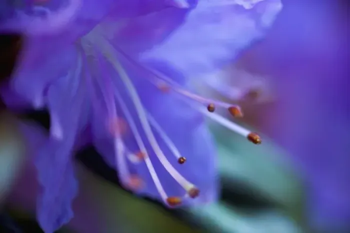 Framed Print : Bluish Purple small Rhododendron Bloom close-up, Sammamish Washington Framed Print : Bluish Purple small Rhododendron Bloom close-up, Sammamish Washington