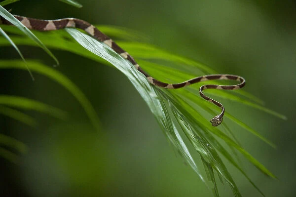 Blunthead Tree Snake (Imantodes cenchoa). Yasuni National Park, Amazon Rainforest