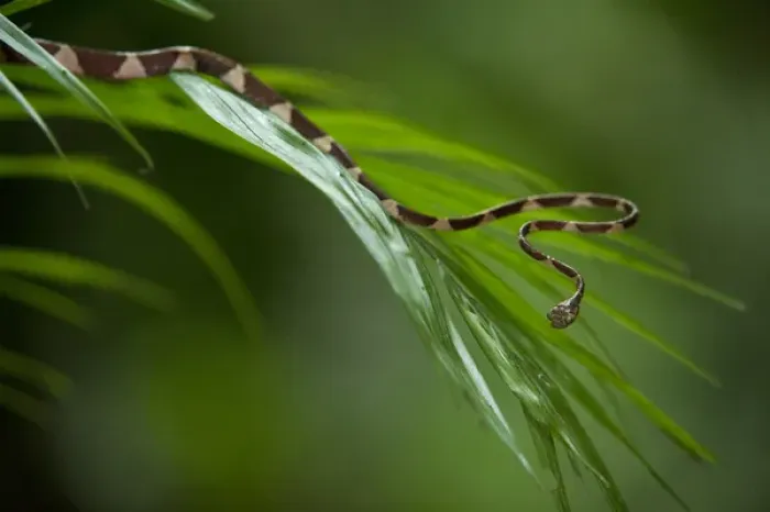 Framed Print : Blunthead Tree Snake (Imantodes cenchoa). Yasuni National Park, Amazon Rainforest Framed Print : Blunthead Tree Snake (Imantodes cenchoa). Yasuni National Park, Amazon Rainforest