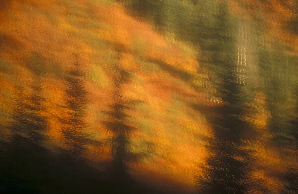 Blurred background image of trees in a forest in autumn