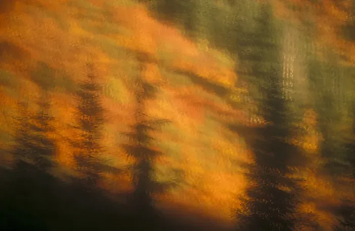 Framed Print : Blurred background image of trees in a forest in autumn Framed Print : Blurred background image of trees in a forest in autumn