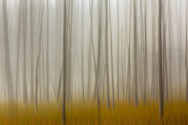 Blurred motion treatment of fallen ghost trees, Yellowstone National Park, Wyoming  /  Montana