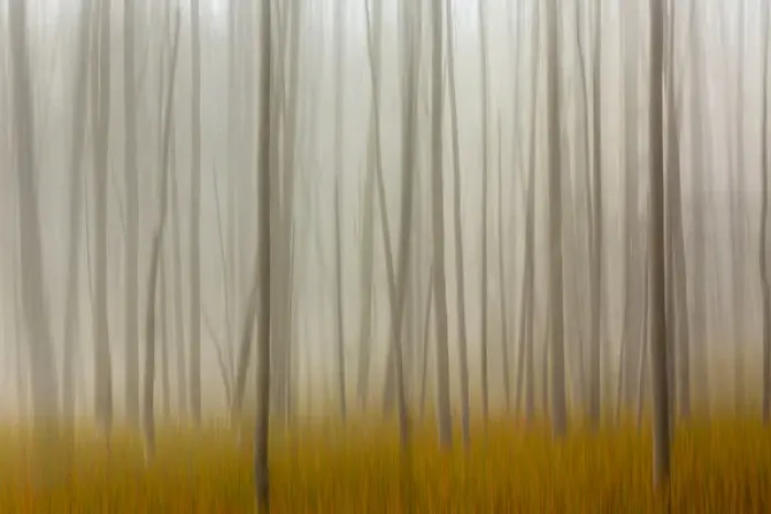 Framed Print : Blurred motion treatment of fallen ghost trees, Yellowstone National Park, Wyoming / Montana Framed Print : Blurred motion treatment of fallen ghost trees, Yellowstone National Park, Wyoming / Montana