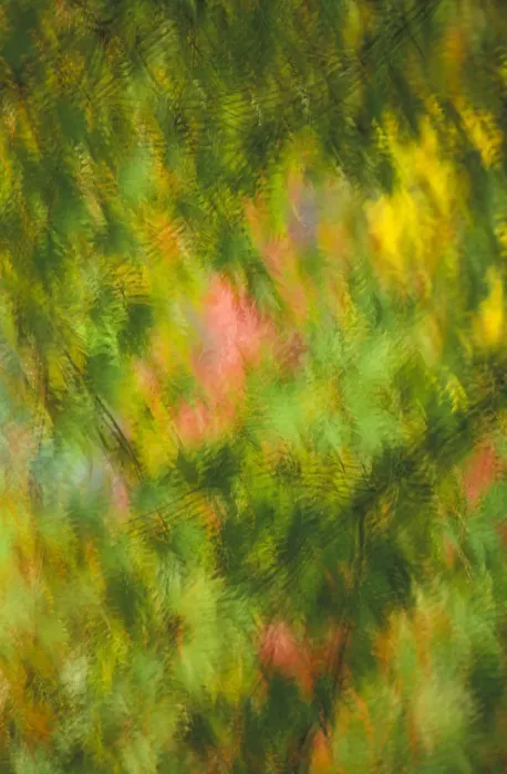Framed Print : Blurry background image of green and orange fall leaves in golden light