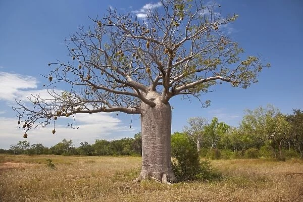 Boab tree, near Warmun (Turkey Creek), Great Northern Highway, Kimberley Region, Western Australia
