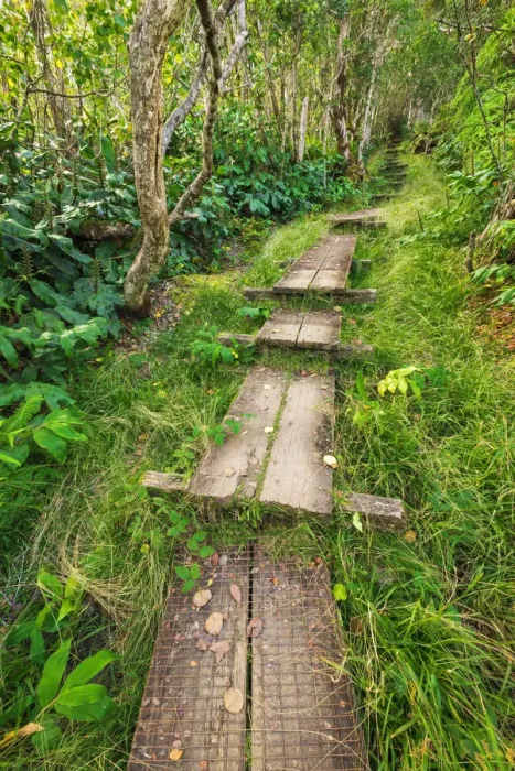 Framed Print : Boardwalk on the Alakai Swamp Trail, Kokee State Park, Kauai, Hawaii, USA Framed Print : Boardwalk on the Alakai Swamp Trail, Kokee State Park, Kauai, Hawaii, USA