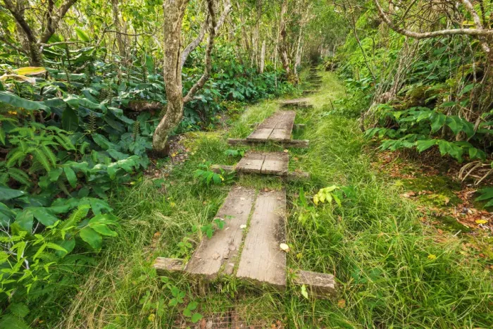 Framed Print : Boardwalk on the Alakai Swamp Trail, Kokee State Park, Kauai, Hawaii, USA Framed Print : Boardwalk on the Alakai Swamp Trail, Kokee State Park, Kauai, Hawaii, USA