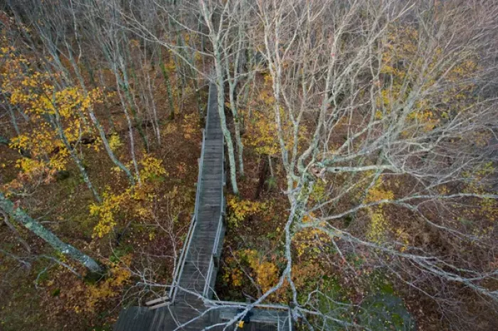 Framed Print : Boardwalk leads to viewing tower at the Summit Peak Trail in Porcupine Mountains Framed Print : Boardwalk leads to viewing tower at the Summit Peak Trail in Porcupine Mountains