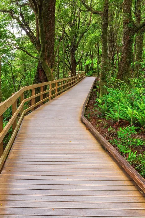 Framed Print : Boardwalk through rainforest at Milford Sound, Fiordland National Park, South Island, New Zealand Framed Print : Boardwalk through rainforest at Milford Sound, Fiordland National Park, South Island, New Zealand