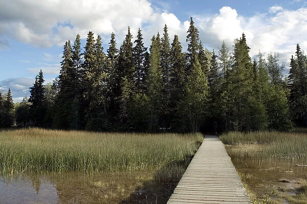 Boardwalk over swamps near Laird River in Hotsprings Provincial Park in British Columbia