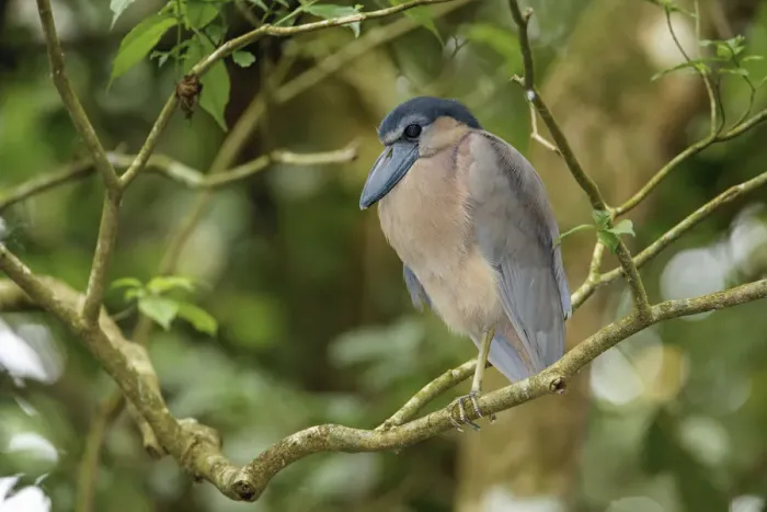 Framed Print : Boat billed Heron, Costa Rica Framed Print : Boat billed Heron, Costa Rica