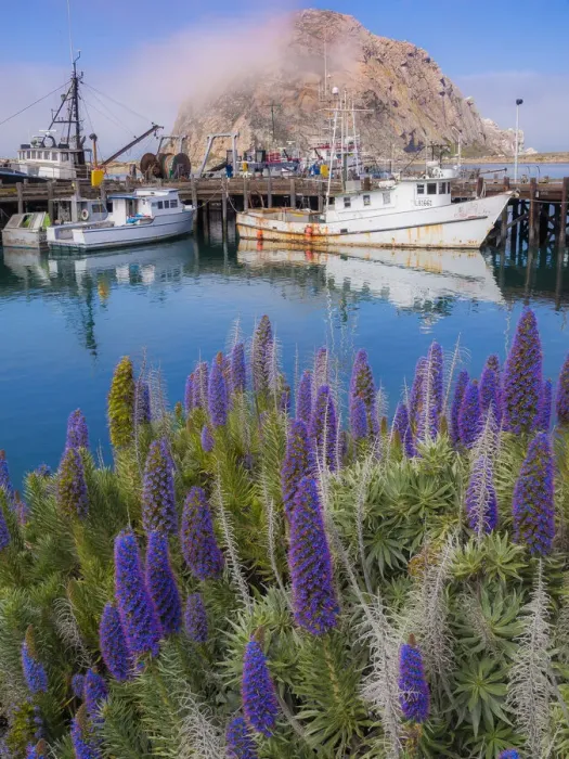 Framed Print : Boat Docks on Morro Bay, California, USA Framed Print : Boat Docks on Morro Bay, California, USA