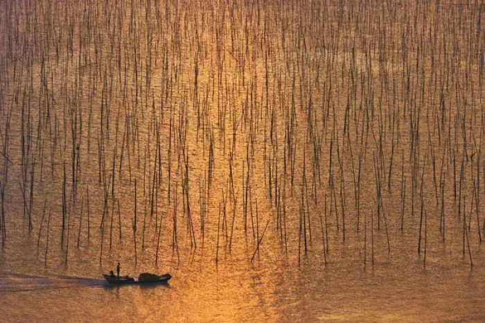 Framed Print : Boat sailing through seaweed farm with bamboo sticks for drying seaweeds, East China Sea Framed Print : Boat sailing through seaweed farm with bamboo sticks for drying seaweeds, East China Sea