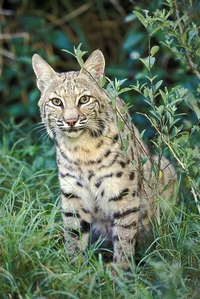 Bobcat (Felis rufus)