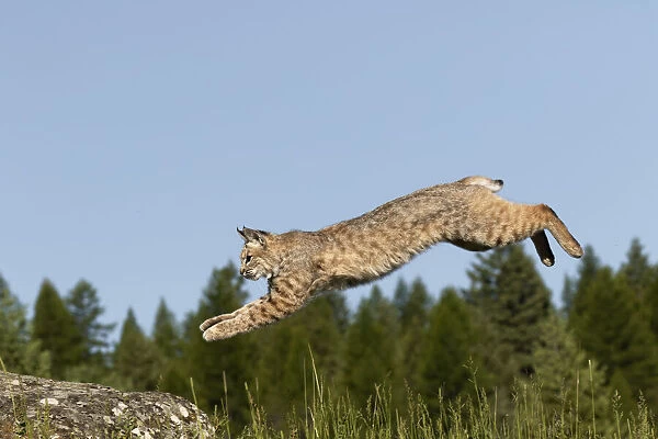 Bobcat jumping, Lynx Rufus Captive