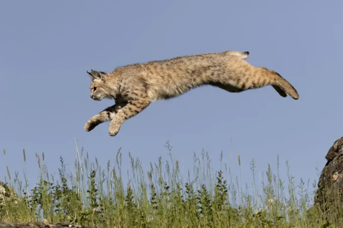 Framed Print : Bobcat jumping, Lynx Rufus Captive Framed Print : Bobcat jumping, Lynx Rufus Captive