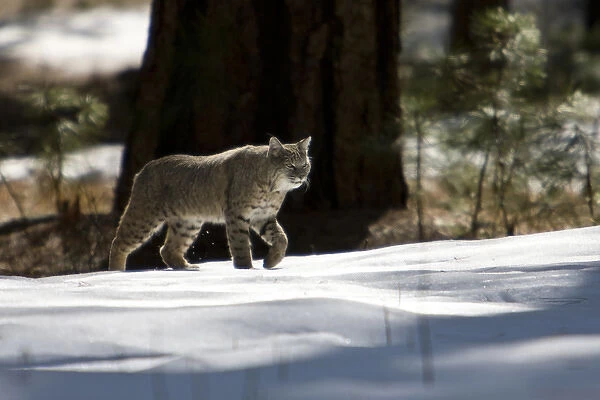 A Bobcat (Lynx rufus) crosses a snowy meadow in Yosemite National Park, California