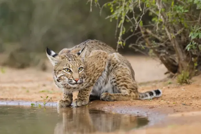 Framed Print : Bobcat (Lynx rufus) drinking