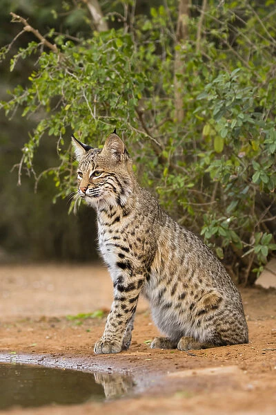 Bobcat (Lynx rufus) drinking