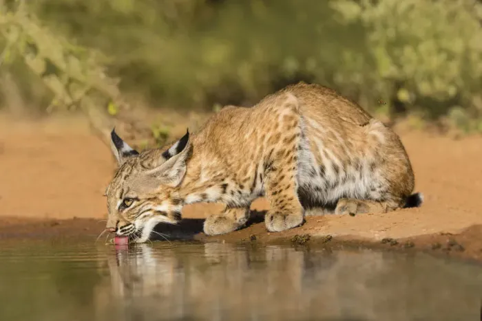 Framed Print : Bobcat (Lynx rufus) drinking Framed Print : Bobcat (Lynx rufus) drinking