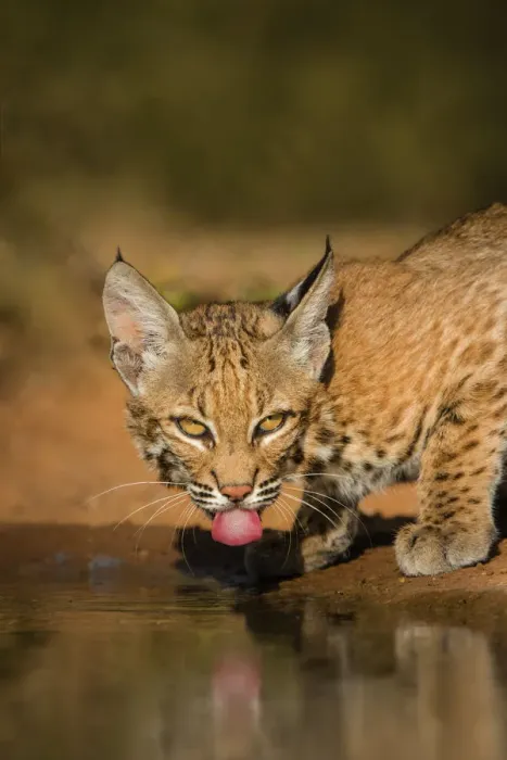 Framed Print : Bobcat (Lynx rufus) drinking Framed Print : Bobcat (Lynx rufus) drinking