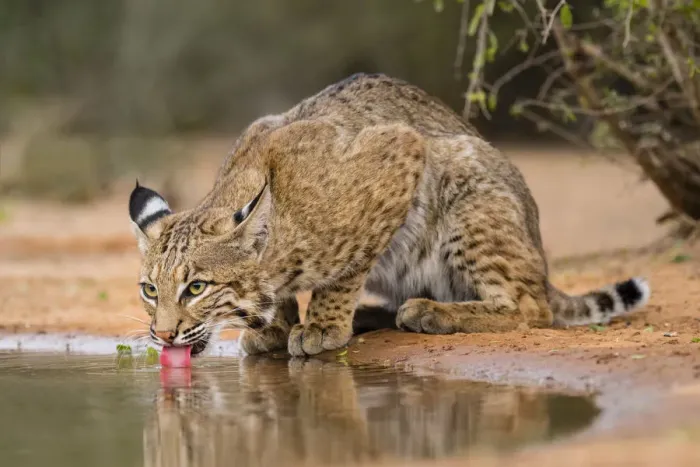 Framed Print : Bobcat (Lynx rufus) drinking