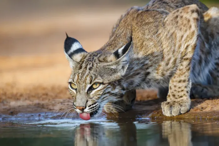 Framed Print : Bobcat (Lynx rufus) drinking Framed Print : Bobcat (Lynx rufus) drinking