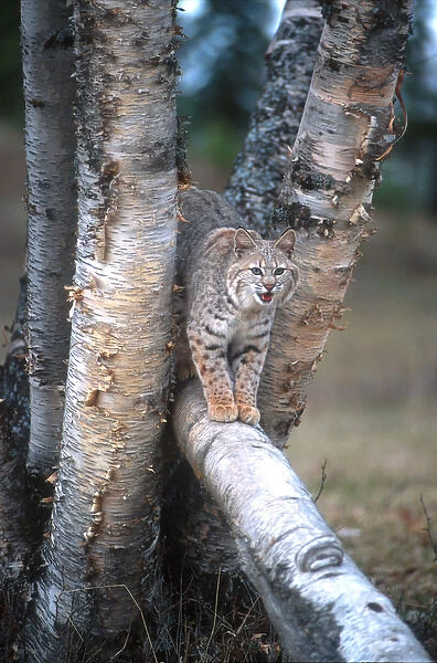 Bobcat (Lynx rufus) on a fallen birch limb
