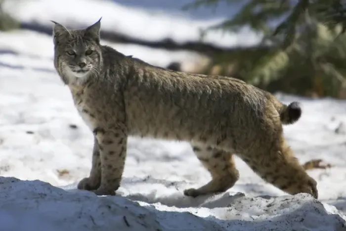 Framed Print : A Bobcat (Lynx rufus) pauses while crossing a snowy meadow in Yosemite National Park Framed Print : A Bobcat (Lynx rufus) pauses while crossing a snowy meadow in Yosemite National Park