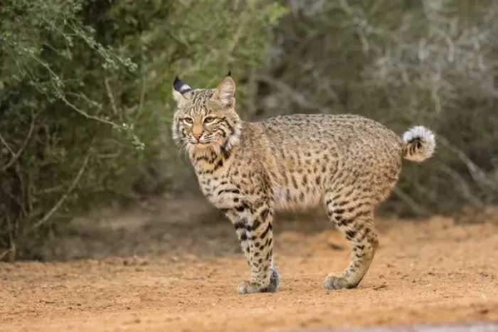 Framed Print : Bobcat (Lynx rufus) walking