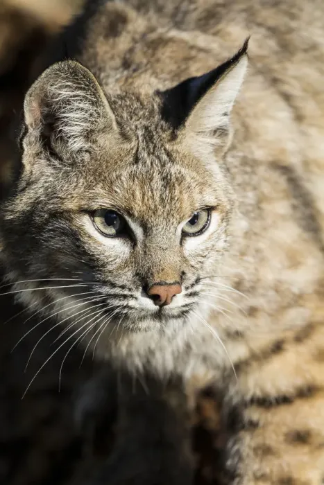 Framed Print : Bobcat profile Framed Print : Bobcat profile