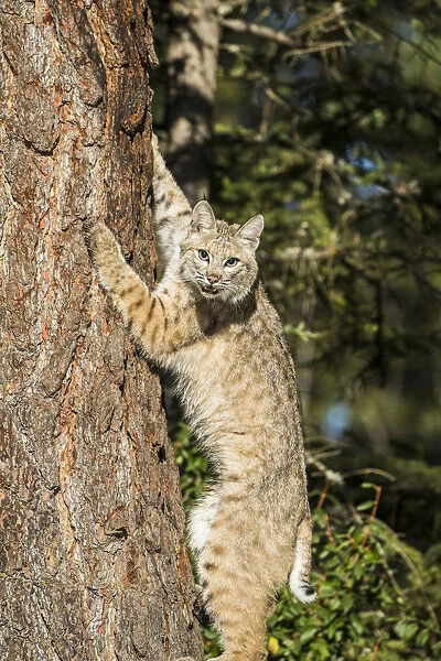 Bobcat profile, climbing tree, Montana