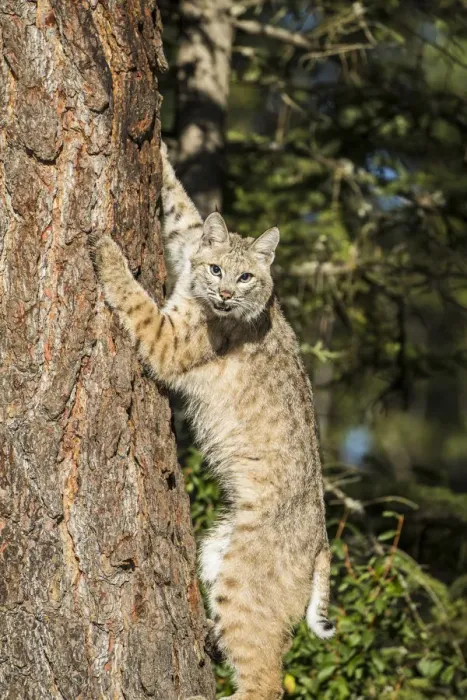 Framed Print : Bobcat profile, climbing tree, Montana